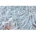 thumbnail image 2 of Mahan, Kathy 14x11 Black Ornate Wood Framed with Double Matting Museum Art Print Titled - Maple Leaf and Frost II, 2 of 4