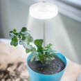 thumbnail image 4 of Full Spectrum Fill Light LED Grow Lamp for Indoor Solar Plants Hot N2, 4 of 8