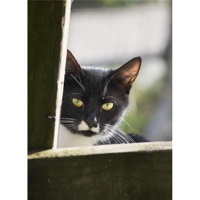 Cat Poster Print 44 12 X 17 Walmart Canada