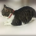 thumbnail image 2 of 3 Pack Reflective Cat Collar with Bell Cat Collars for Dog Puppy Kitten Nylon Collars, 2 of 10