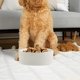 thumbnail image 4 of Cuenco de cerámica para perros: plato para comida y agua para mascotas resistente y duradero, apto para lavavajillas, moderno, 4 of 5