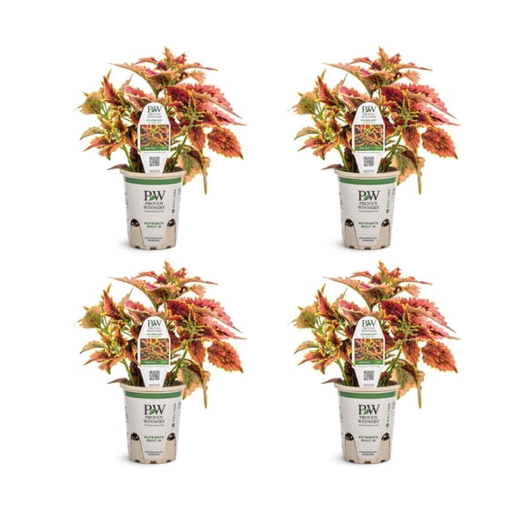 Proven Winners 4" Red ColorBlaze El Brighto Coleus Live Plant in 4.25" Pot (4 Count)