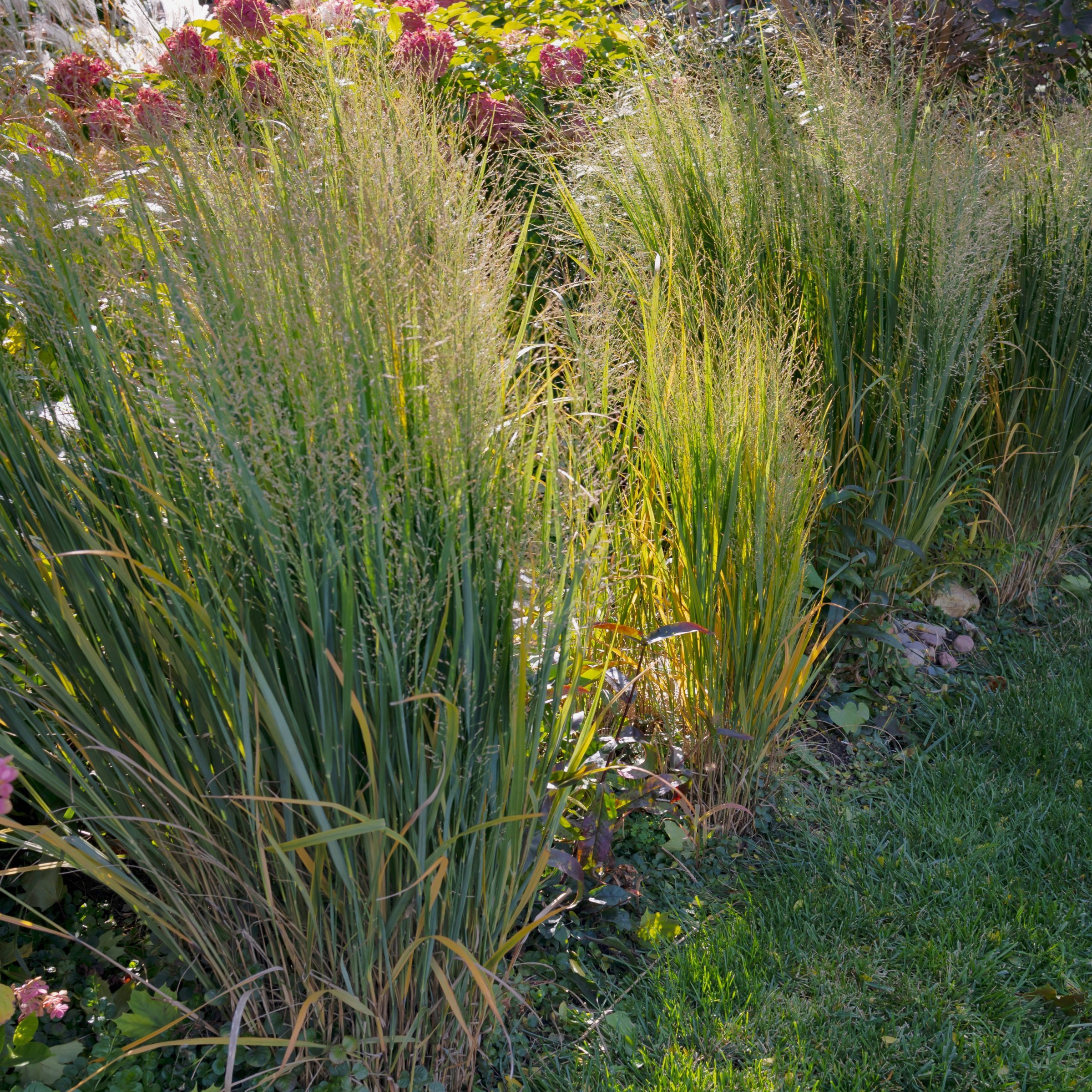 National Plant Network 4 in. Panicum Heavy Metal Grass (3-Pack)