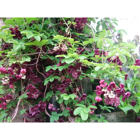 Chocolate Vine Perennial - Edible - Akebia quinata - 2.5"  Pot