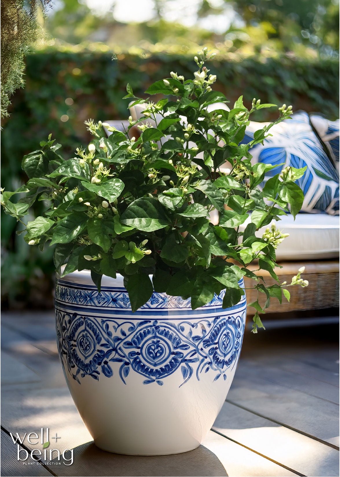 Nature's Way Farms Jasmine Sambac Live Flowering Plant (25-30 in. Tall) in Grower Pot May Ship Without Flowers
