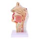 thumbnail image 2 of Estatua de la cavidad nasal humana 1: 1 Modelo de Cavidad Laringofaríngeo de Simulación Material de PVC Fanmusic Estatua de la cavidad nasal humana, 2 of 7