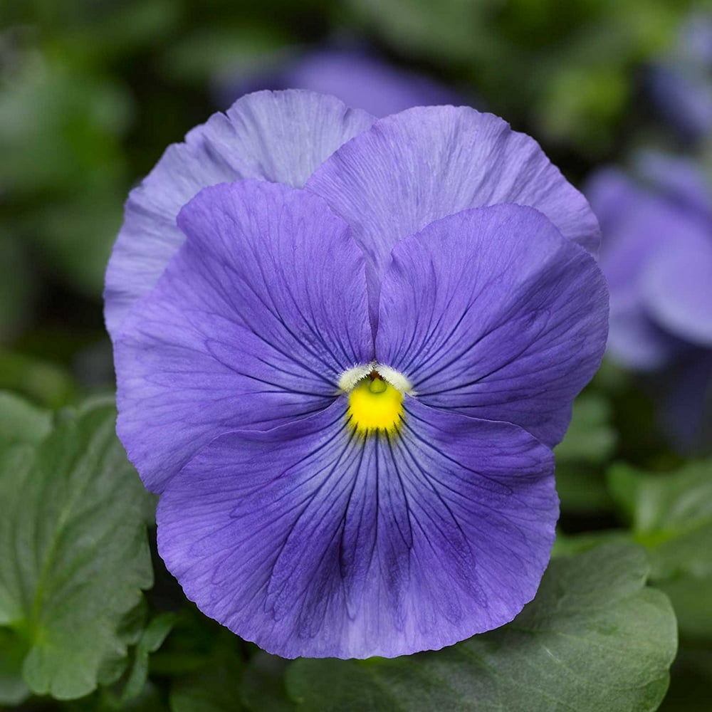 Pansy Flower Garden Seeds Delta Premium F1 Series True