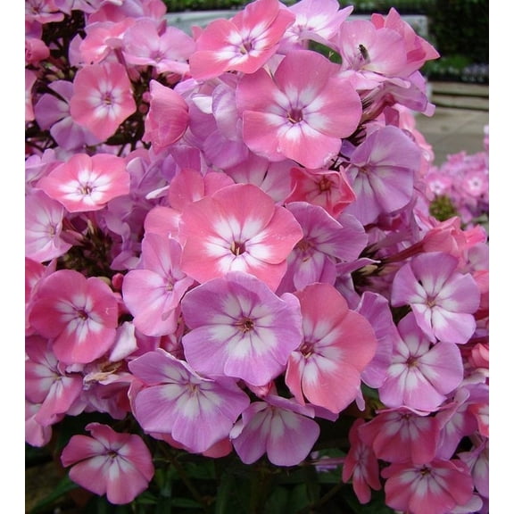 50 Pink Purple Phlox Seeds, Annual Flower Seeds for Partial Shade Gardens