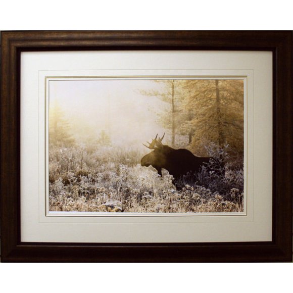 Algonquin Moose Framed By Andrew Collett
