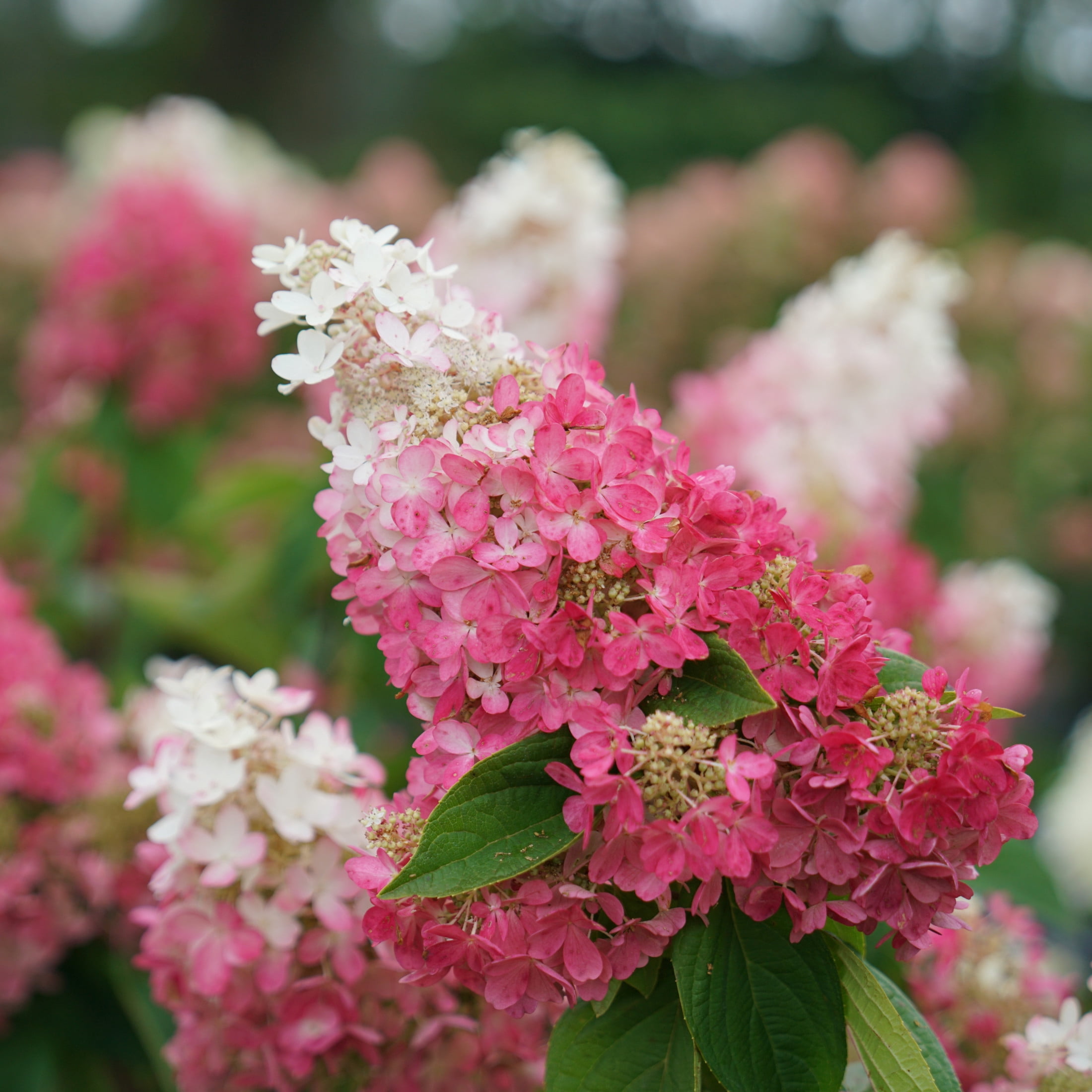 Proven Winners ColorChoice 5" Pinky Winky Prime Panicle Hydrangea Live Plant in 4.5" Pot (4 Count)