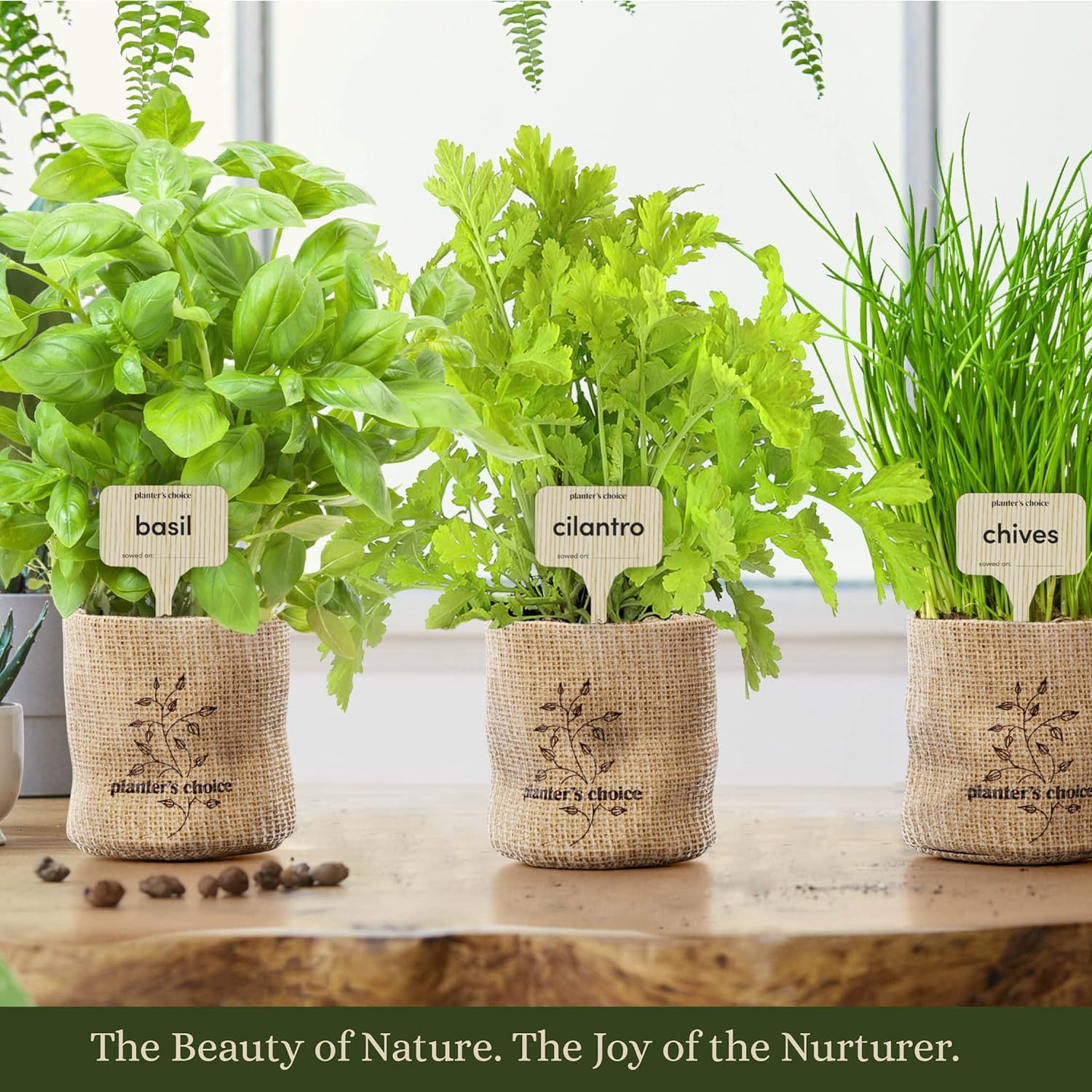 Herb Garden Growing Kit + Herb Grinder - Complete Kitchen Gardening Kit to Easily Grow 4 Culinary Herbs from Seed (Basil, Cilantro, Chives, Parsley) + Comprehensive Guide - Unique Gift for Women & Men