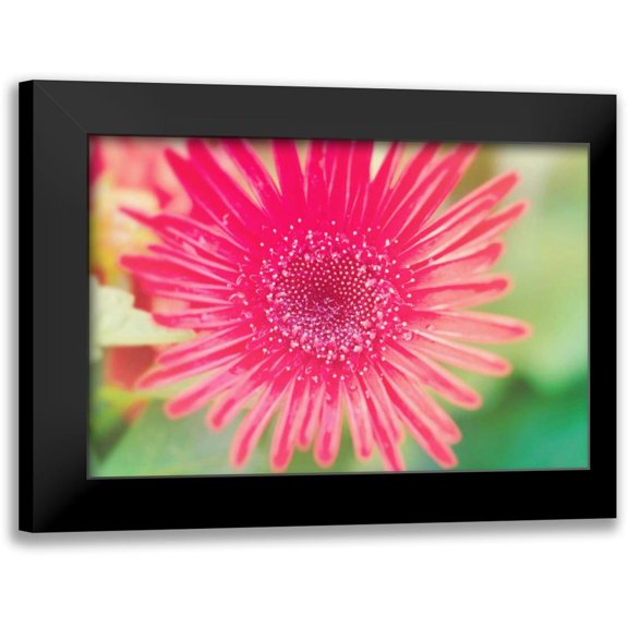 Bryant, Susan 14x11 Black Modern Framed Museum Art Print Titled - Pink Gerbera