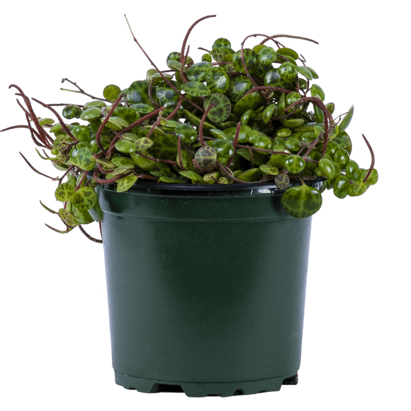Peperomia Prostrata | String of Turtles (S) Live Plants in 4" growers pot