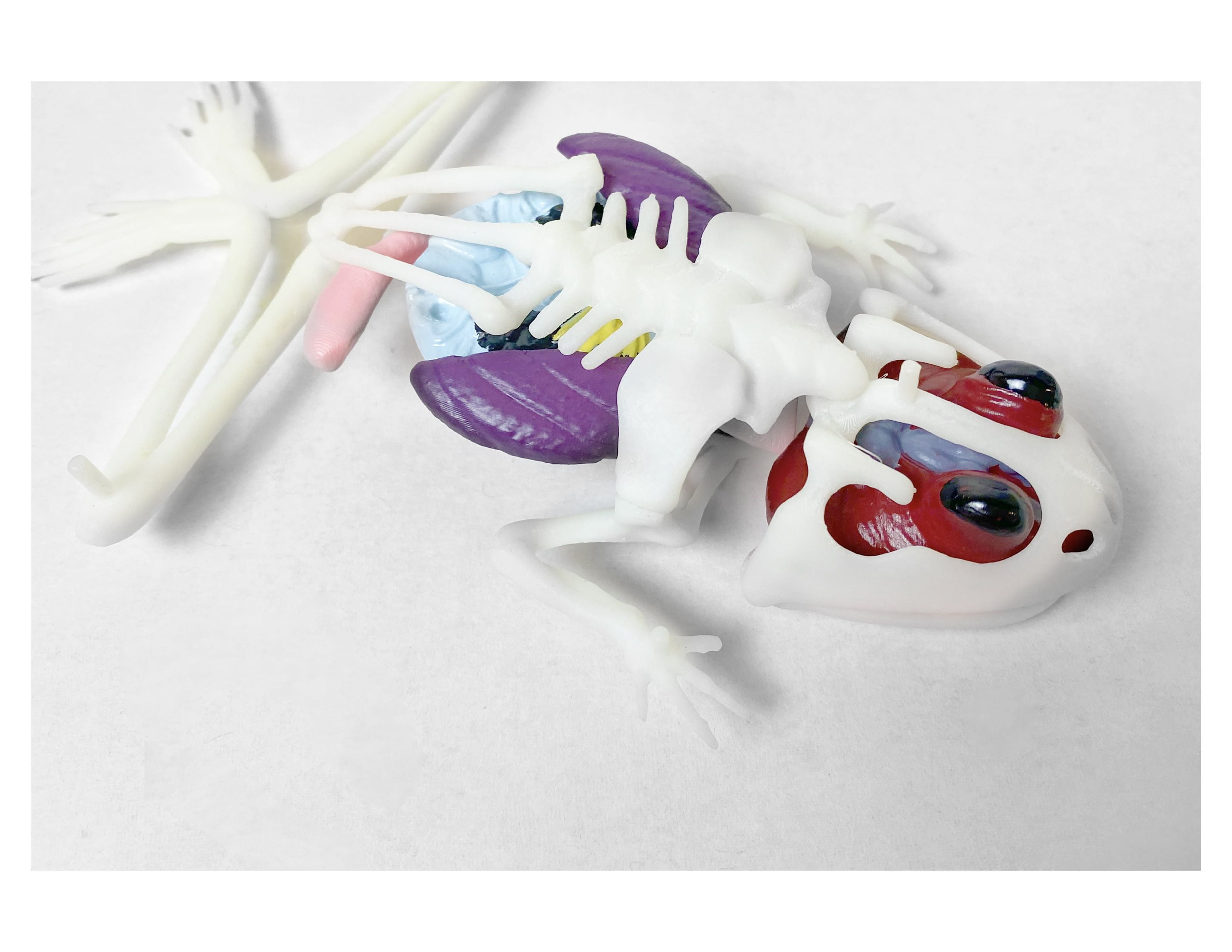 Top Secret Toys DissectIt Simulated Synthetic Lab Dissection Frog, Stem Projects for Child Ages 6+, (图5)