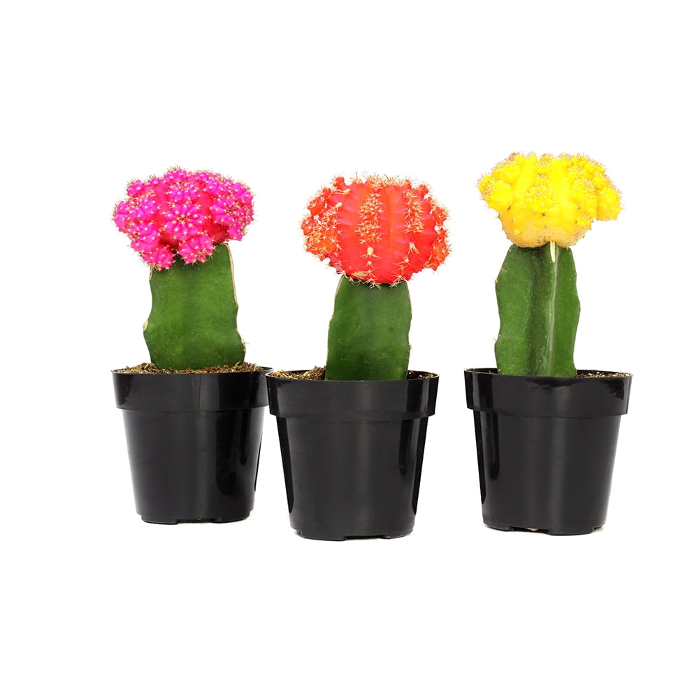Element by Altman Plants Multicolor Cactus Plants 3-Pack - Live Plants - Full Sun - 2.5-Inch Pots