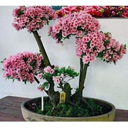 10 Japanese Cherry Blossom Bonsai Seeds - Flowering Sakura Bonsai Seeds