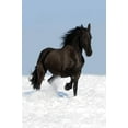 thumbnail image 2 of Black Friesian Horse Meadow Wall Mural by Wallmonkeys Peel and Stick Graphic (36 in H x 24 in W) WM252397, 2 of 4