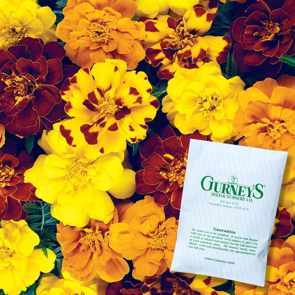 Durango Outback Marigold Flower Seeds, 50 seeds per pack