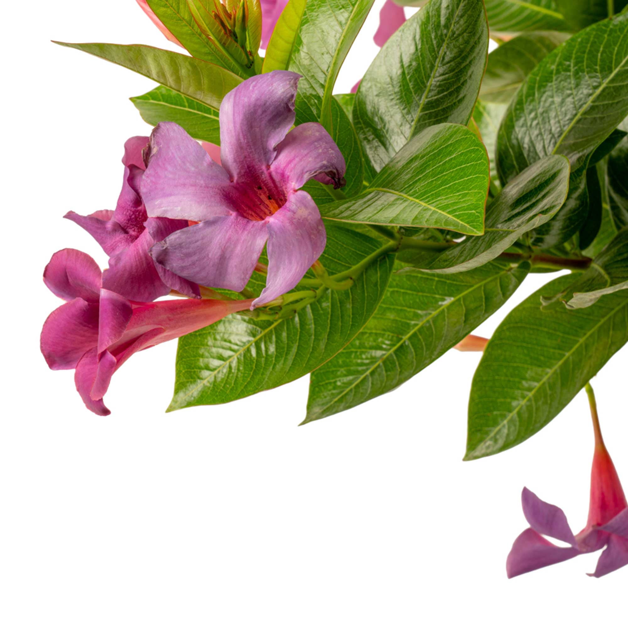 Better Homes & Gardens 24 in Mandevilla Bluephoria Bush Live Outdoor Plant in 1 Gallon Grower Pot