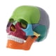 thumbnail image 1 of 15pcs/set 4D Disassembled Color Skull Anatomical Model Detachable Medical Teachi, 1 of 5