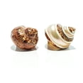 thumbnail image 2 of Hermit Crab Shells | Turbo Shells | 1 Brown and 1 Banded Turbo Shells 1.75"-2" | Opening Size Approx. 1" | Hermit Crab House for Décor, 2 of 7