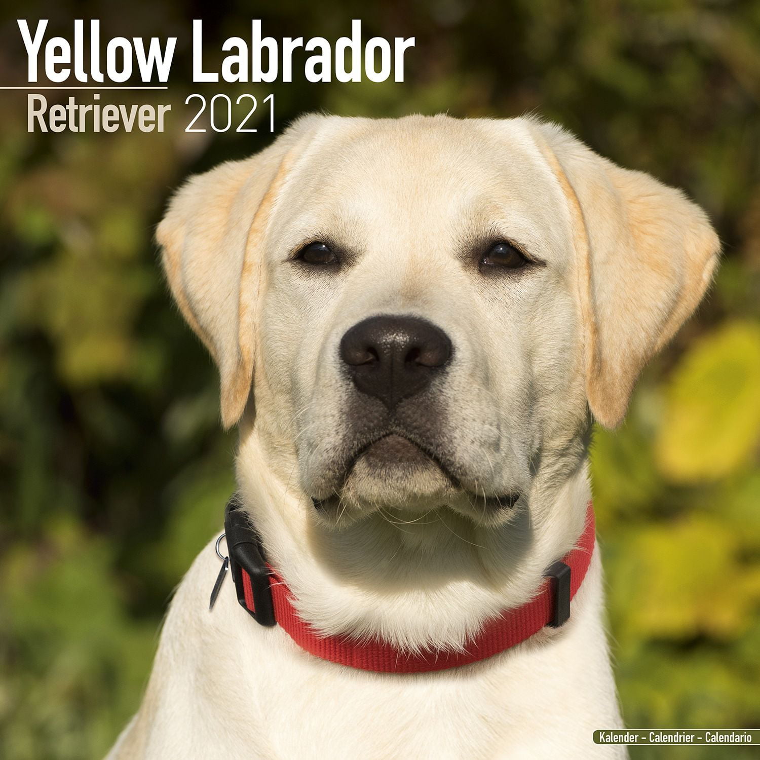 Labrador Retriever Calendar 2021 - Labrador Retriever Dog Breed