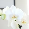 thumbnail image 2 of 3" Petite White Orchid in Evi White Planter – Best Teacher Ever, 2 of 5