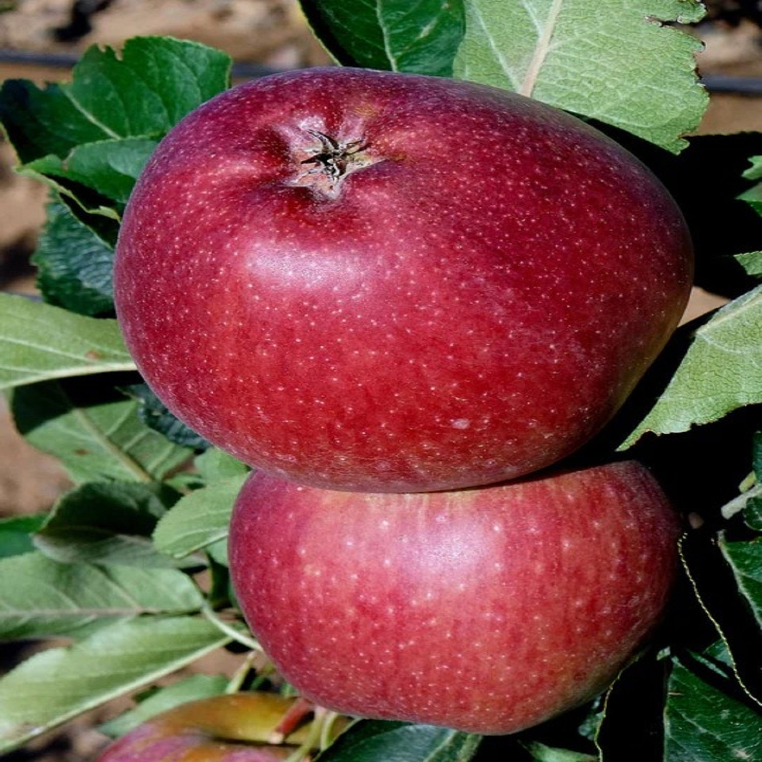 Expert Gardener 2-3 ft tall Red Delicious Apple Live Tree in 5-Gallon Grower Pot