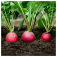 thumbnail image 3 of Everwilde Farms - 1/4 lb Crimson Giant Radish Seeds - Gold Vault Bulk Seed Packet, 3 of 3
