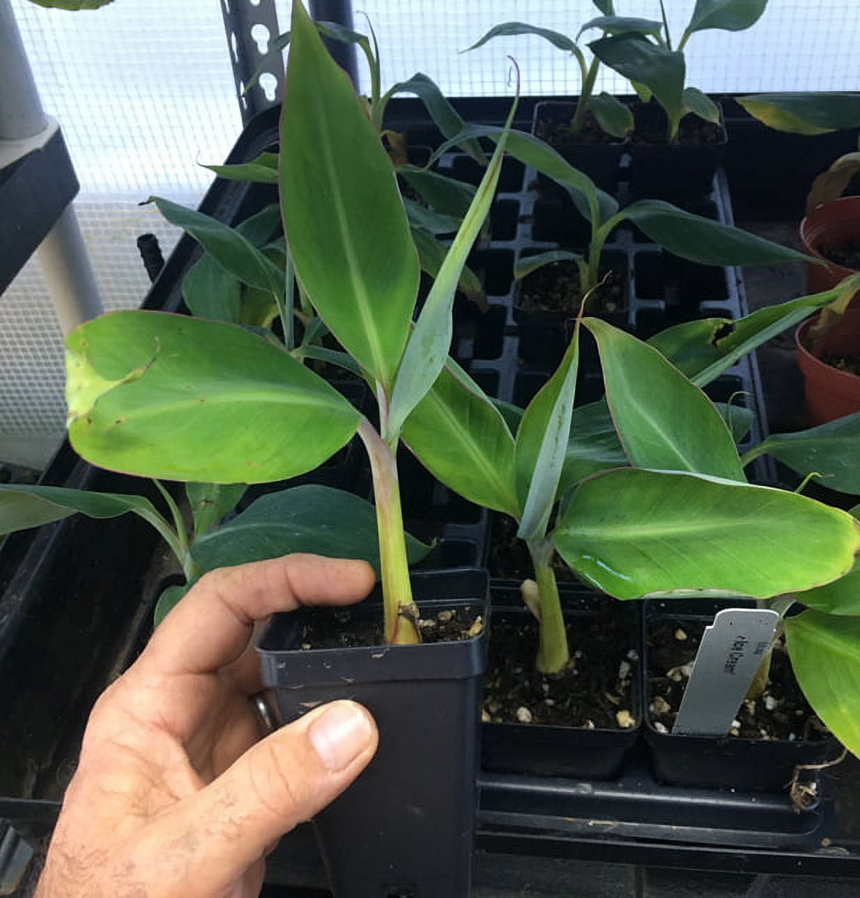 Ice Cream Banana Plant - Live Banana Tree "Ice Cream"