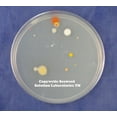 thumbnail image 3 of Nutrient Agar Kit, Includes 20 Sterile Petri Dishes with Lids & 20 Sterile Cotton Swabs, 3 of 4