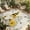 Beige, variant on Daisy Floral Outdoor Rug for Patio/Deck/Porch, Non-Slip Large Area Rug 5 x 7 Ft, Farmhouse Wood Grain Bee Gnomes Flowers Indoor Outdoor Rugs Washable Area Rugs, Reversible Camping Rug Carpet Runner