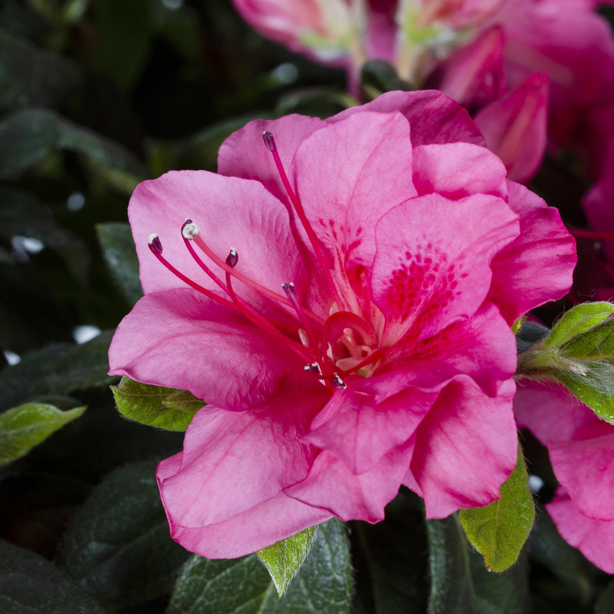 Encore 3Gal Multicolor Azaleas Shrub Live Shrub Grower Pot Sun