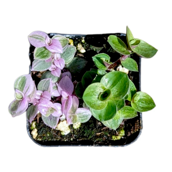 Callisia Repens Miniature Wandering Dude Mix Houseplant Succulent Live Plant 2 Inch for Indoor Outdoor Home Office Garden Decor