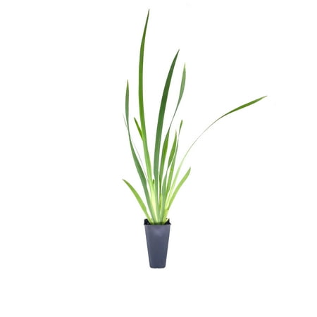 African Iris White - 20 Live Plants - Dietes Iridioides - Drought Tolerant Groundcover Grass