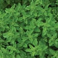 thumbnail image 4 of Burpee Organic Greek Oregano Herb Seed, 1-Pack, 4 of 6