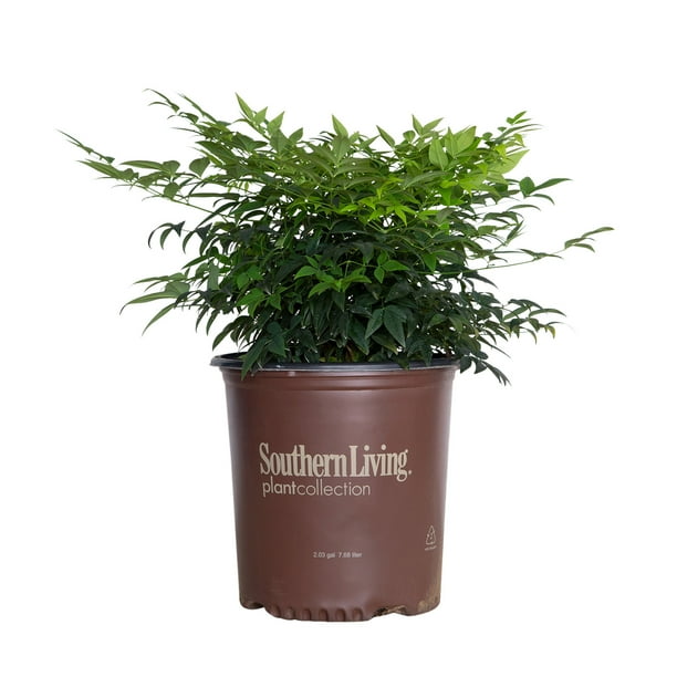 Lemon Lime Nandina (2 Gallon) Evergreen Shrub with LimeGreen Foliage
