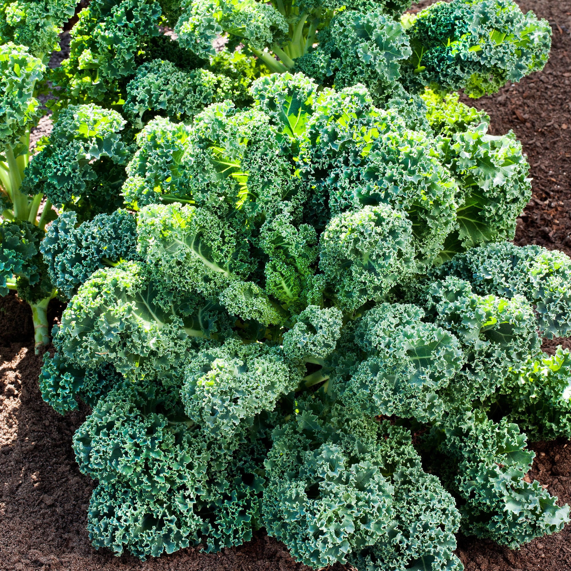 Bonnie Plants Curly Kale 19.3 oz. 4.5-inch