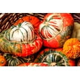 thumbnail image 6 of 10 Seeds American TURKS TURBAN SQUASH Gourd Cucurbita Maxima Vine Seeds, 6 of 10