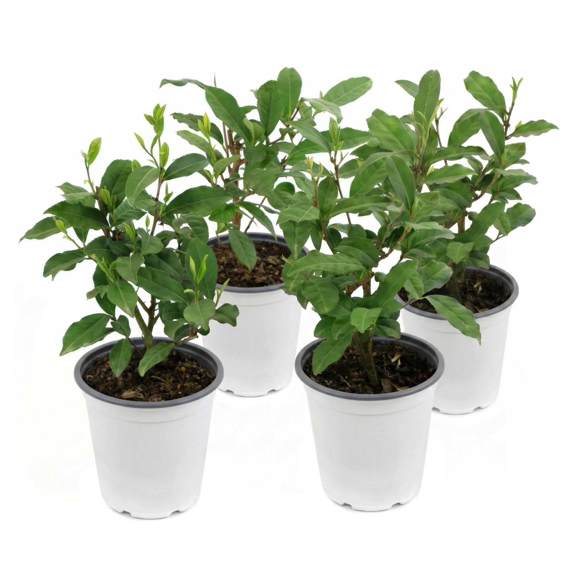 National Plant Network 4 in. Camellia Sinensis Brew-Tea-Ful (16-Pack)