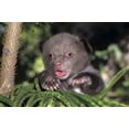 thumbnail image 2 of Welling, Dave 24x17 White Modern Wood Framed Museum Art Print Titled - CA, Los Angeles Co, American black bear cub, 2 of 4