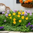 thumbnail image 4 of Expert Gardener 1QT Yellow Daylily Live Perennial Plant Sun 5 -Pack, 4 of 7