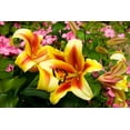 thumbnail image 2 of Johnson, George 24x17 White Modern Wood Framed Museum Art Print Titled - Yellow Lilies, 2 of 4