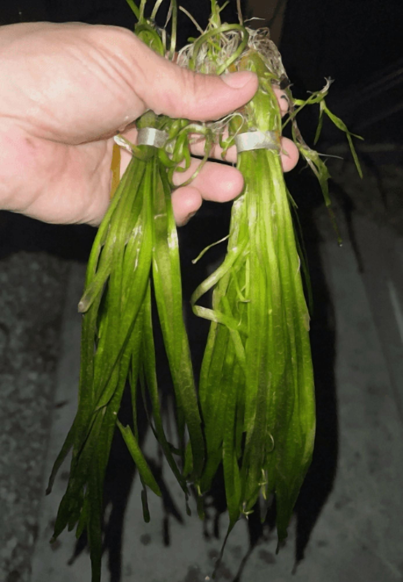 Vallisneria Live Aquarium Plant – Freshwater Aquatic Grass Plant for Fish Tanks & Aquascaping