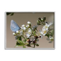 Stupell Industries Butterfly Perched Budding Flower Photograph Gray Framed Art Print Wall Art, Design by Daphne Polselli