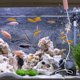 thumbnail image 2 of 1 Conjunto de Aquarium Air Pump Outdoor USB Bomba de Oxígeno Accesorio Tanque de Peces, 2 of 6