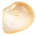 thumbnail image 1 of Here's a refined and compelling product description for your **Natural Shell Plate Multipurpose Food Serving Dish**:\n\n \n\n**Natural Shell Plate –, 1 of 5