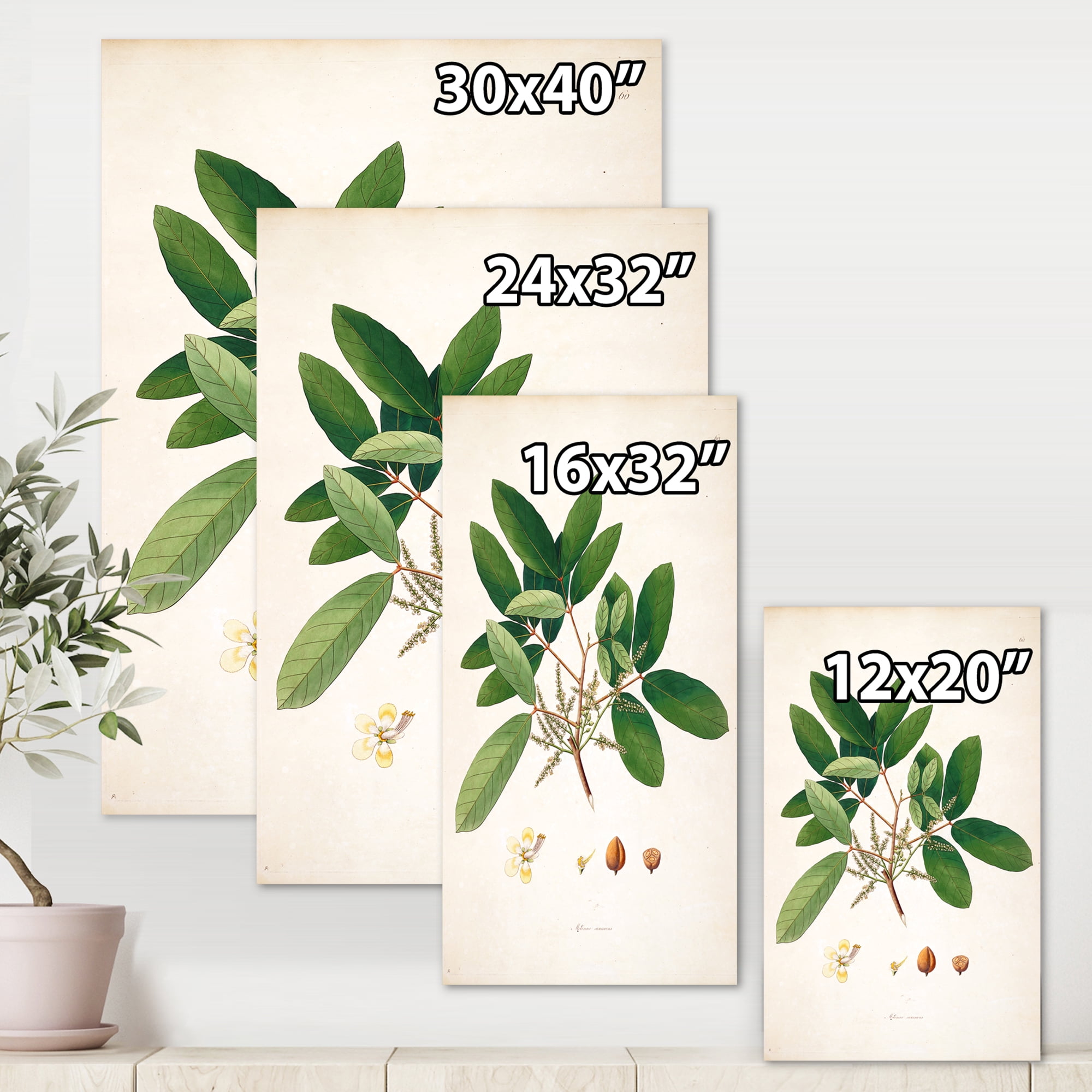 Designart ' Ancient Botanicals II ' Farmhouse Canvas Wall Art Print