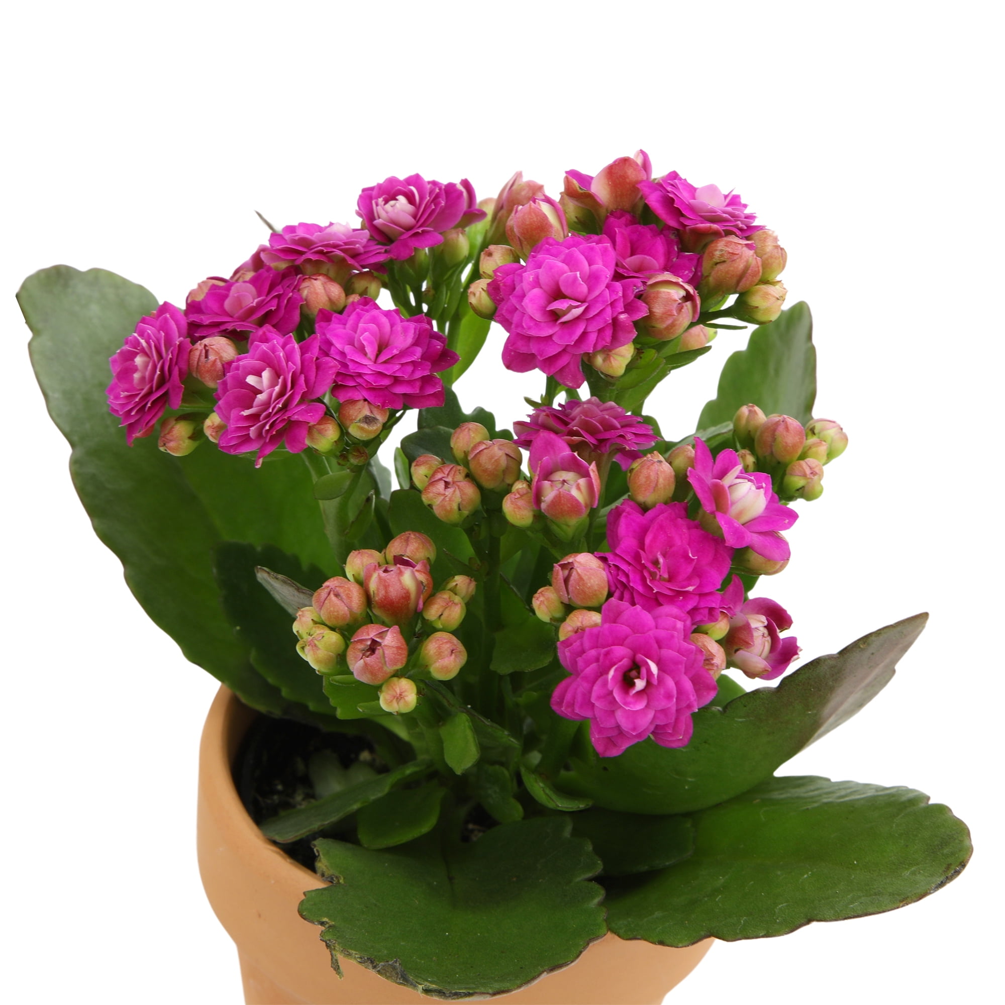 Blooming Kalanchoe Décor | 3 Live Succulent Plants in 2.5