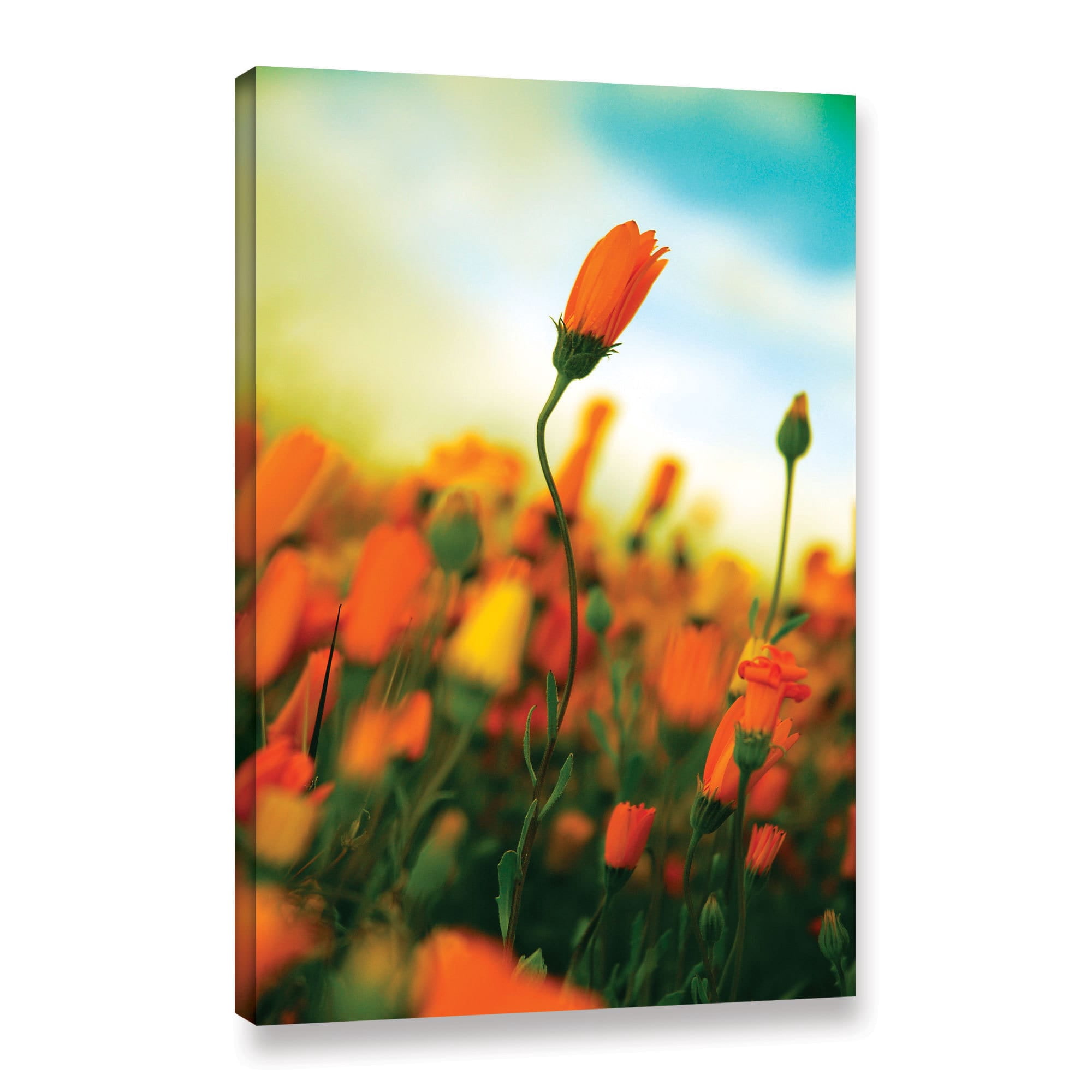 ArtWall Elena Ray "African Daisy" Gallery-wrapped Canvas